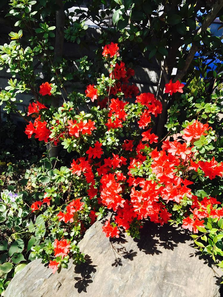 花のある暮らしの投稿画像 By まりもっちさん マイガーデンとサツキの花 18月4月9日 Greensnap グリーンスナップ