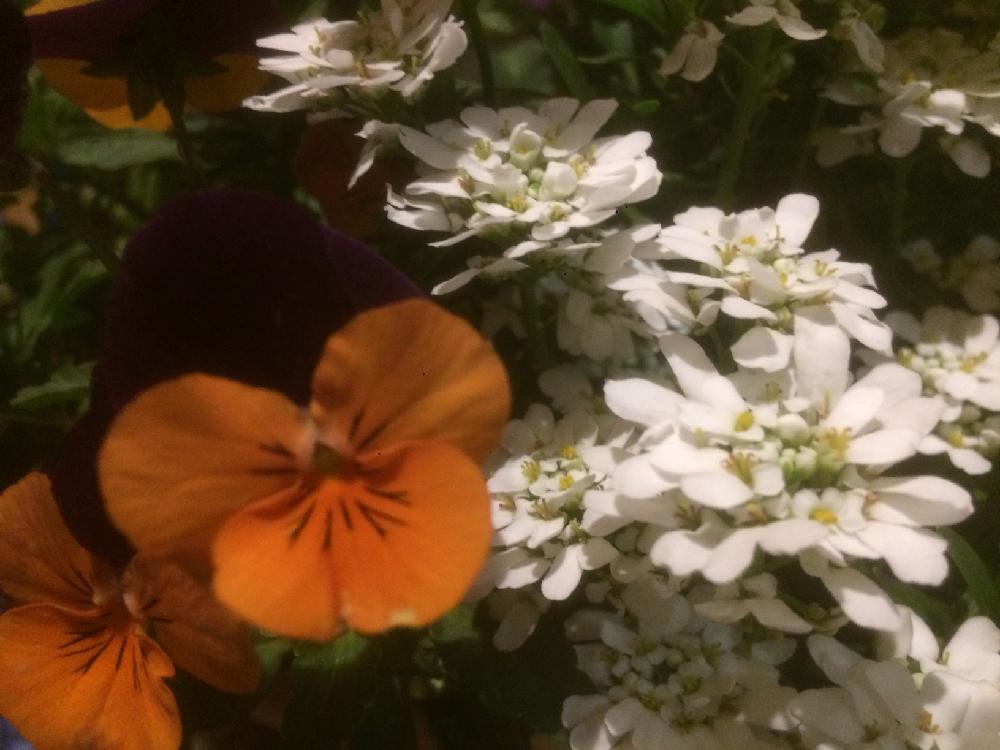 ビオラの投稿画像 By 未宇さんてぃさん イベリスと花のある暮らし 18月4月9日 Greensnap グリーンスナップ
