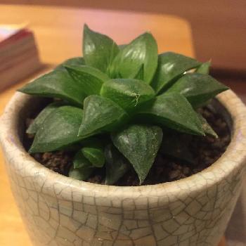 ベストハオルチア 植え 替え すべての美しい花の画像