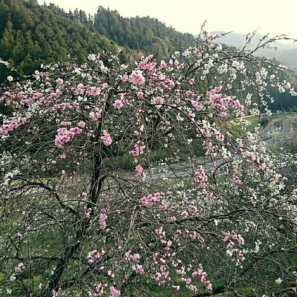 実家に咲く花の投稿画像 By もっこさん 今日の一枚と小さな小さな畑 18月4月10日 Greensnap グリーンスナップ