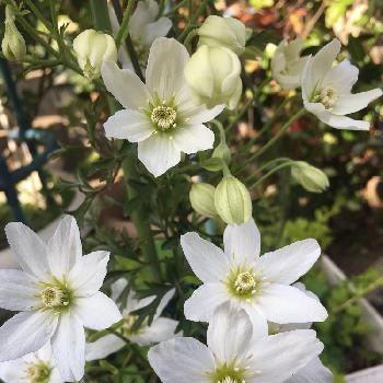 天使のすずの投稿画像一覧 Greensnap グリーンスナップ