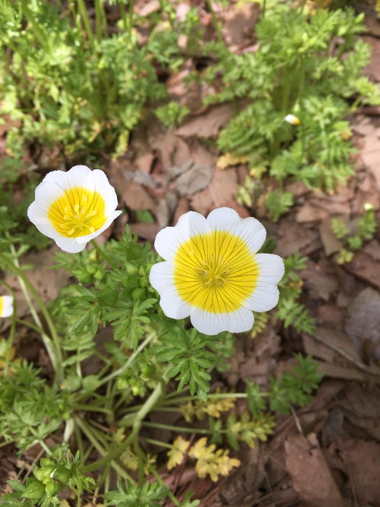 リムナンテス ポーチドエッグの投稿画像 By たくやむさん 18月4月10日 Greensnap グリーンスナップ Greensnap グリーンスナップ