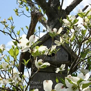 新たな門出の投稿画像一覧 Greensnap グリーンスナップ