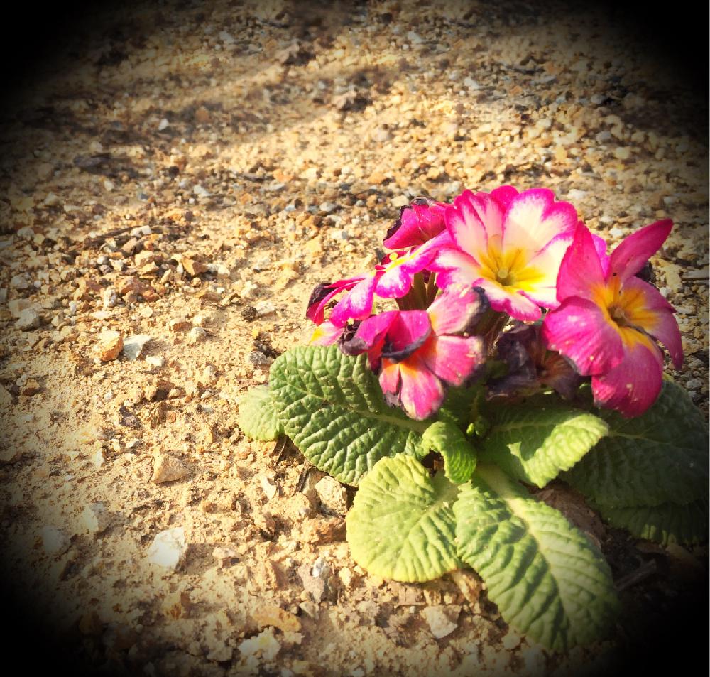 プリムラ ポリアンサの投稿画像 By 水色ふうせんさん 好きな花と種類豊富とそりゃ知らなんだと花壇と豆知識と今日の１枚と今日の一枚と花知識と花言葉と ピンクと今日の花と花のある暮らし 18月4月10日 Greensnap グリーンスナップ