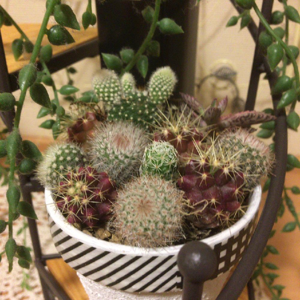 サボちゃんの投稿画像 By Midorin さん Htcとサボテン科と100均と寄せ植えとリメ鉢とナチュラルインテリアとサボテンの寄せ植え とピンクとリメ缶 リメ鉢とタニラーとおしゃれ とdaisoと可愛いピンク色 とかわいいな とリメイク鉢とかわいい 18月4月10日