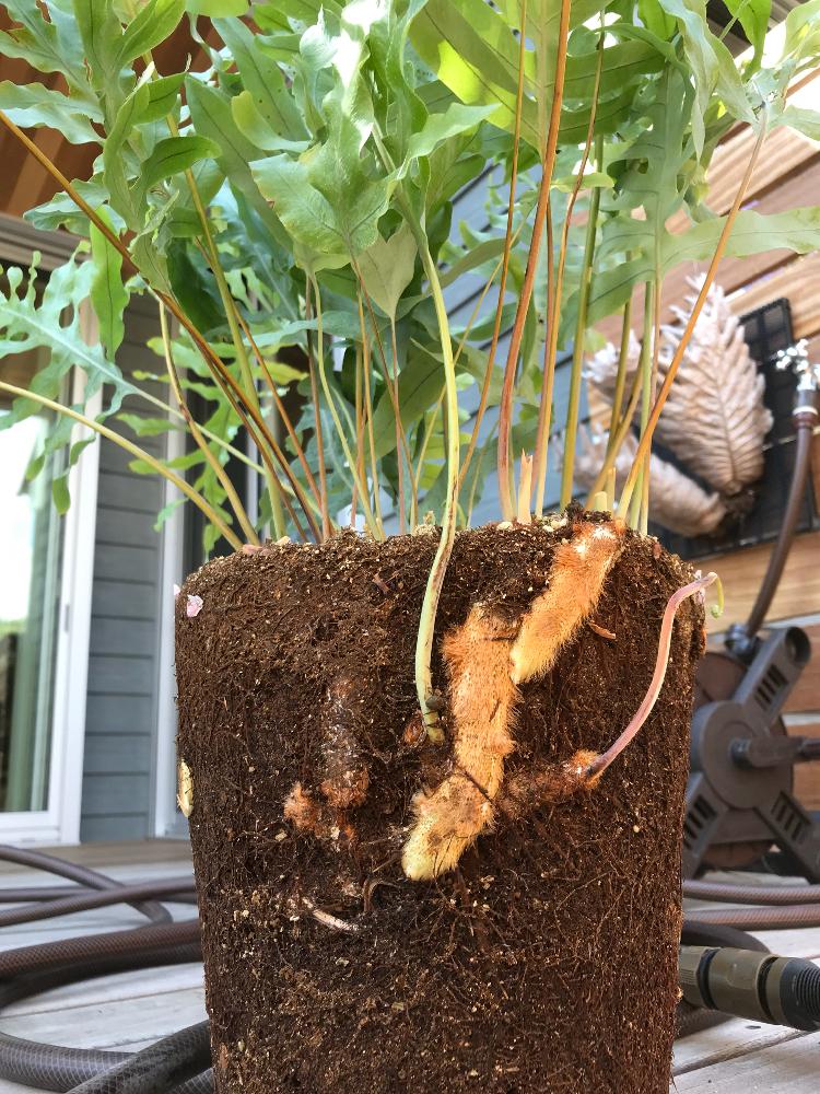 フレボディウム ブルースターの投稿画像 By あっくんさん シダ植物とジャングル化計画 18月4月10日 Greensnap グリーンスナップ