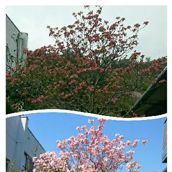 ＊ハナミズキ＊の画像 by ドジエさん | 小さな庭と春は急ぎ足と＊ハナミズキ＊と花のある暮らしと開花に感謝