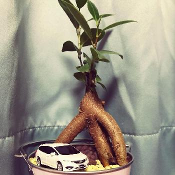 車のインテリアの投稿画像一覧 Greensnap グリーンスナップ