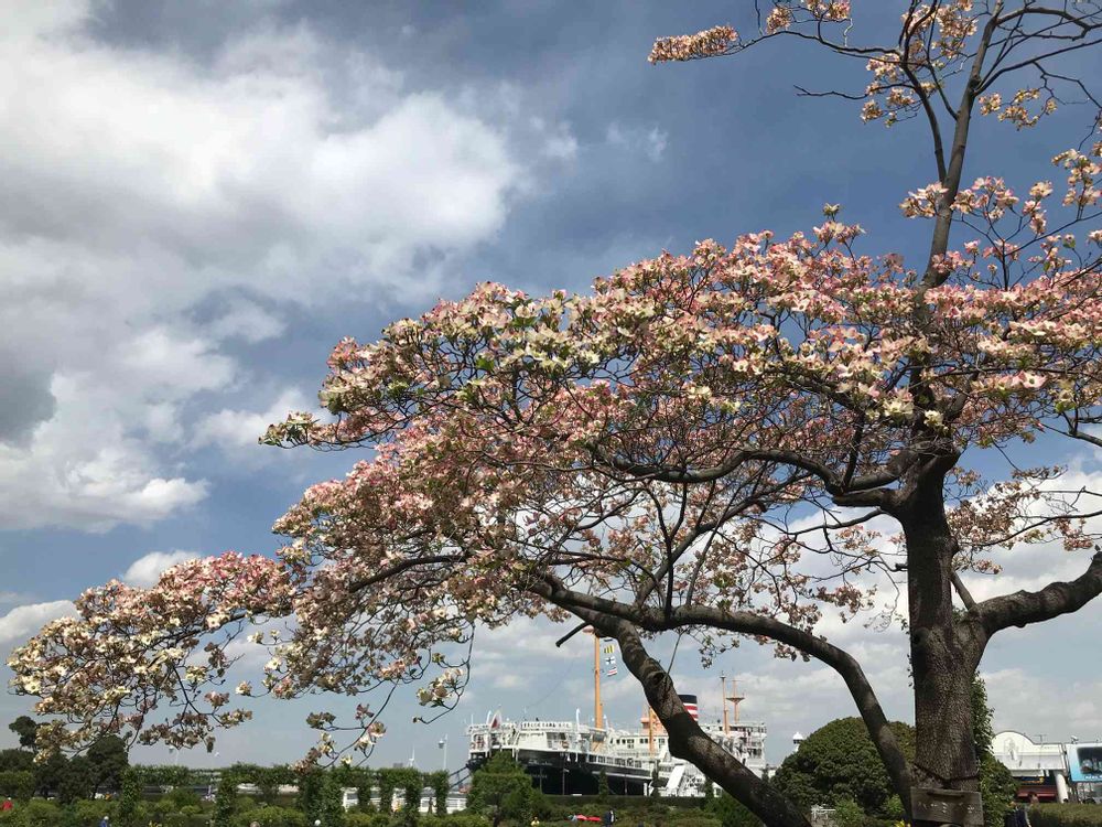 ありさんの山下公園への投稿