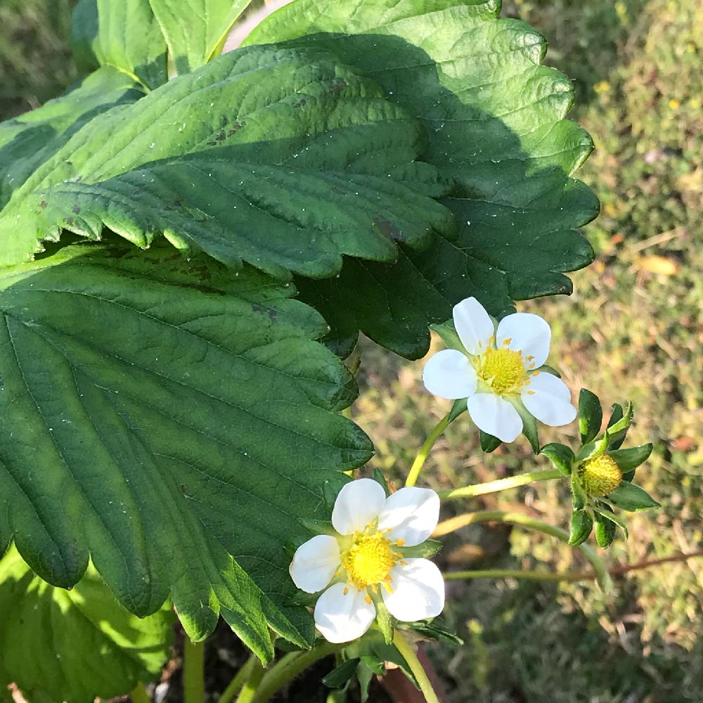 ウチの野菜の投稿画像 By 苺さん イチゴ と手作りの庭と順調と可愛い白い花と花のある暮らしとおっきくな れとかわいいな と野菜畑 といっぱいとフルーツ 18月4月10日 Greensnap グリーンスナップ