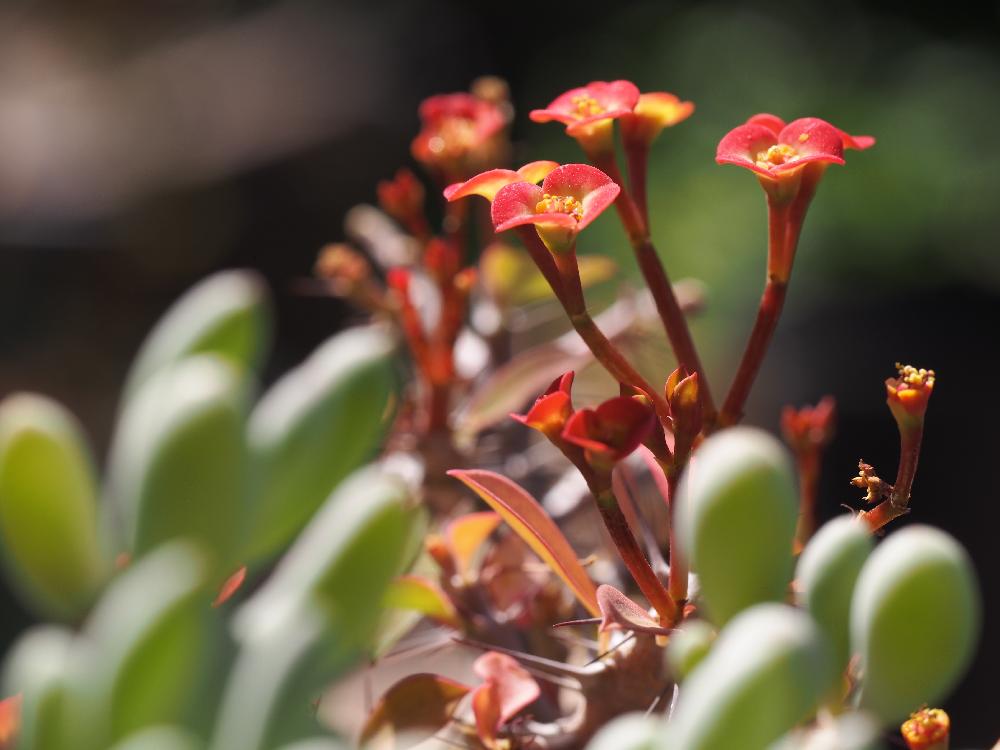 小さな庭の投稿画像 By Chippiさん ユーフォルビア 花図鑑と多肉植物とユーフォルビア 花図鑑と多肉植物 18月4月11日 Greensnap グリーンスナップ Greensnap グリーンスナップ