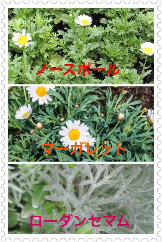 キク科の花の違い｜?GreenSnap（グリーンスナップ）