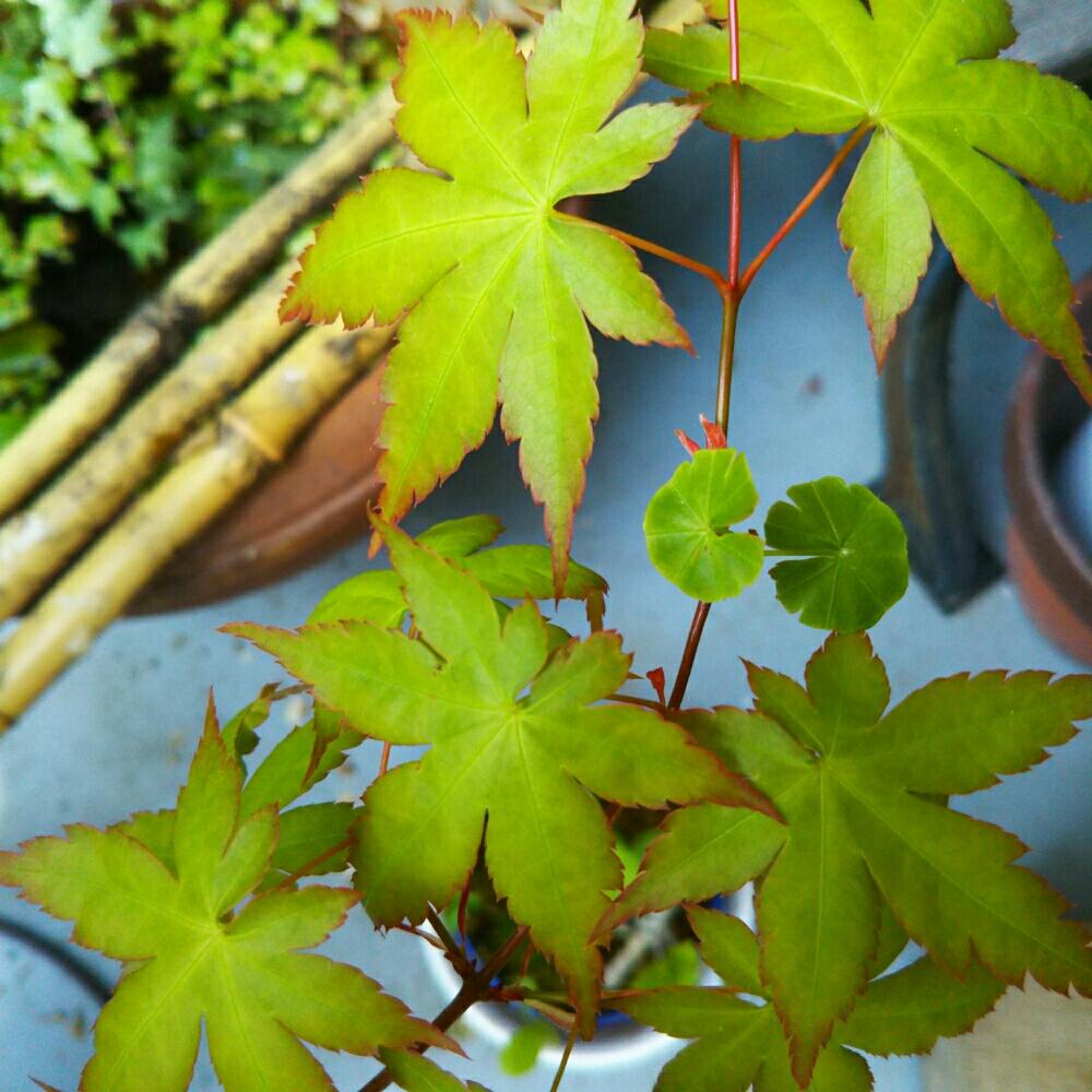 モミジの投稿画像 By よっちえさん 丸い葉っぱとバルコニストと花のある暮らしとみどりのある暮らしとバルコニー ベランダとかわった葉と丸い 葉っぱとバルコニストと花のある暮らしとみどりのある暮らしとかわった葉 18月4月11日 Greensnap グリーンスナップ モミジの投稿画像 By よっちえさん 丸い葉っぱとバルコニストと花のある暮らしとみどりのある暮らしとバルコニー ベランダとかわった葉と丸い 葉っぱとバルコニストと花のある暮らしとみどりのある暮らしとかわった葉 18月4月11日 Greensnap グリーンスナップ