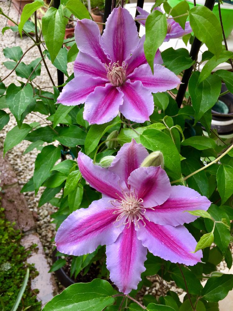 クレマチス ドクターラッペルの投稿画像 By ちゃんり さん ドクターラッペルと毎年楽しむと花のある暮らしと小さな庭とtyanriさんちのクレマチス と毎年楽しむと花のある暮らしとtyanriさんちのクレマチス 18月4月11日 Greensnap グリーンスナップ