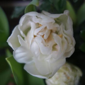 綺麗な縁取りの画像 by Eriさん | バルコニー/ベランダとチューリップとチューリップ♪と春の球根植物と今日のチューリップと白の魅力❤と純白❗と綺麗な縁取りと チューリップと植中毒と八重咲きと秋植え球根と純白と白いお花と純白が好きと花のある暮らしと白い花と球根植物と八重咲きが可愛いと球根大好きとバルコニストと純白の花