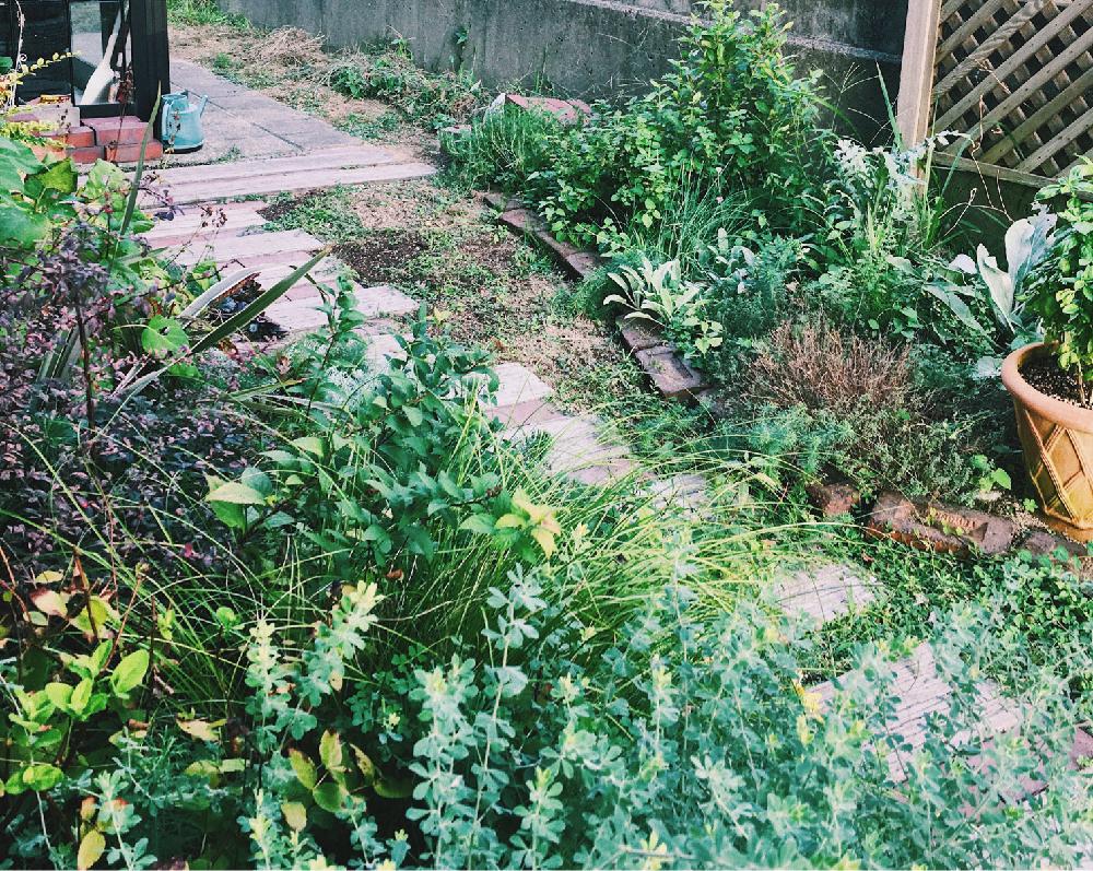 ハーブガーデンの投稿画像 By E R I K Aさん カラーリーフと放置栽培とガーデニングとシックスタイル 18月4月11日 Greensnap グリーンスナップ
