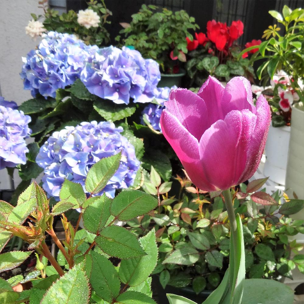 紫陽花の投稿画像 By Torosoraさん チューリップとテラスと開花と花弁と チューリップと咲き始めとはるが来た と花のある暮らしと青空と バルコニストと開花と花弁と チューリップと咲き始めとはるが来た と花のある暮らしと青空とバルコニスト 18月4月11日