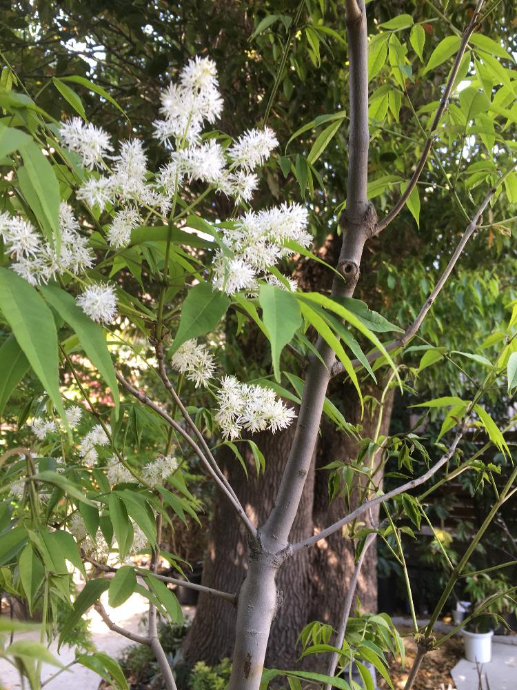 アオダモの投稿画像 By Rinさん アオダモの花とバットの木と落葉高木とトネリコ属と癒しと植中毒と白い花とモクセイ科 18月4月11日 Greensnap グリーンスナップ