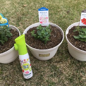 ペチュニア ギュギュ ダブルイエロー の投稿画像一覧 Greensnap グリーンスナップ