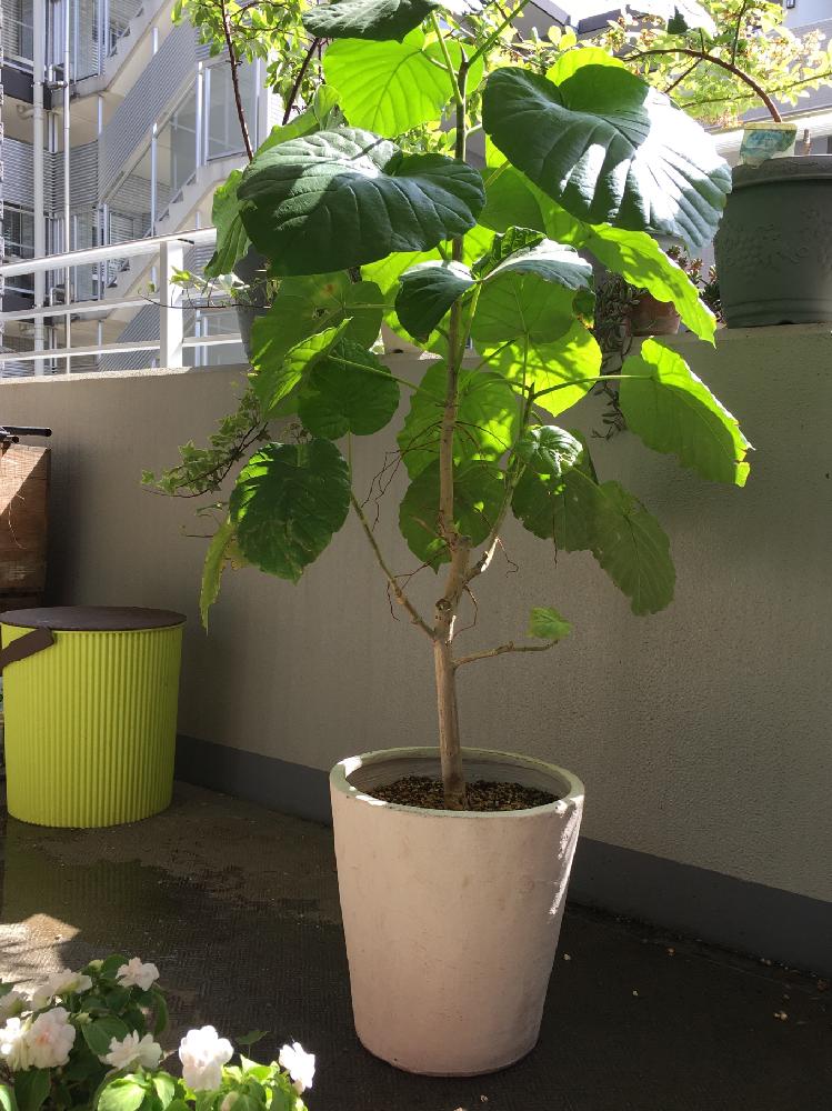 ウンベラータの投稿画像 By イブさん 観葉植物と初心者と植え替えと植中毒とバルコニスト 18月4月 11日 Greensnap グリーンスナップ ウンベラータの投稿画像 By イブさん 観葉植物と初心者と植え替えと植中毒とバルコニスト 18月4月 11日 Greensnap グリーンスナップ