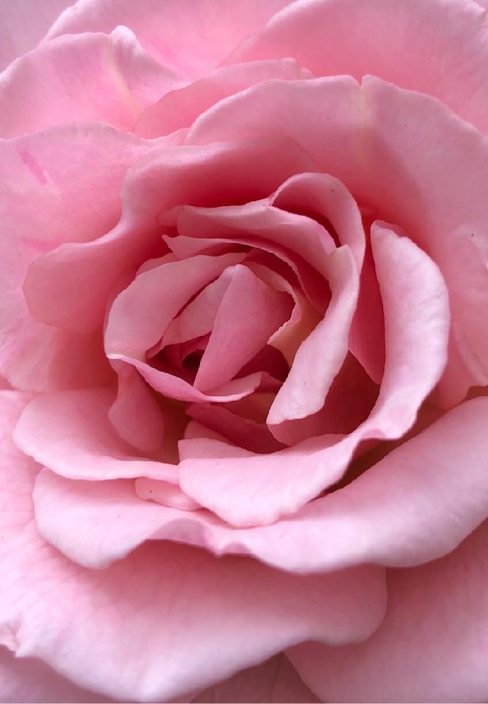 可愛い薔薇の投稿画像 By ラブ ピンクちゃんさん ピンク ピンク 18月4月11日 Greensnap グリーンスナップ