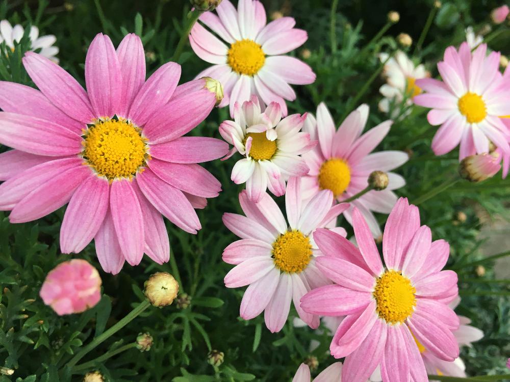 マーガレットの投稿画像 By Kaorinさん ピンクの花とかわいいな と春のお花 18月4月11日 Greensnap グリーンスナップ