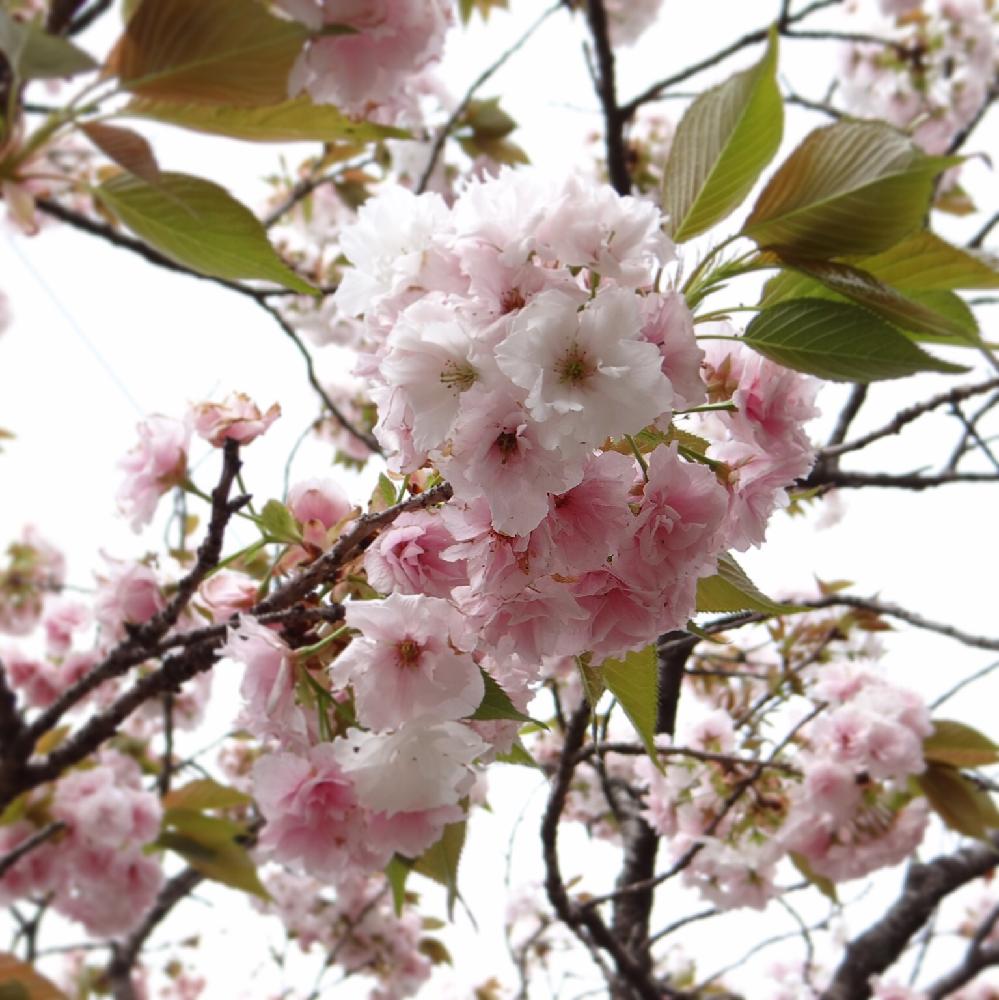 太白の投稿画像 By Ohba Chiseさん 花木と鹿本さくら園と 18桜 コンテストと八重咲きと桜色 18月4月11日 Greensnap グリーンスナップ