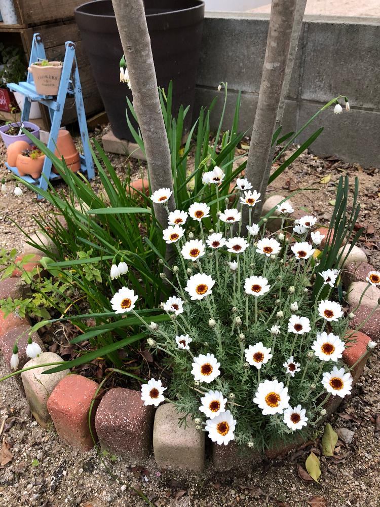 ローダンセマム アフリカンアイズの投稿画像 By ちゃんりーさん スノーフレークとバーベナと庭パトとありがとう と大好きと可愛い 艸 と大きくなーれ と花のある暮らしと白い花大好きと白い花と小花好きと地植えとホワイトと目指せホワイトガーデン 18月4月