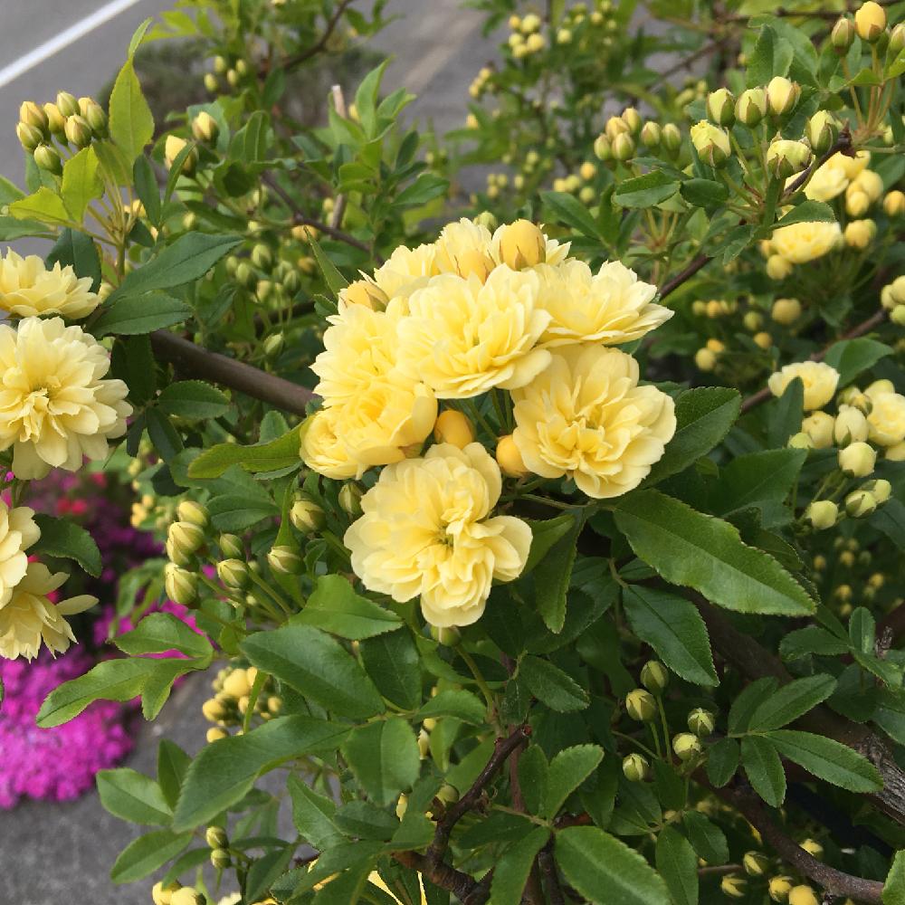 モッコウバラの投稿画像 By 173さん 小さな庭と黄色い花とつる性植物と黄色い花とつる性植物 18月4月12日 Greensnap グリーンスナップ Greensnap グリーンスナップ