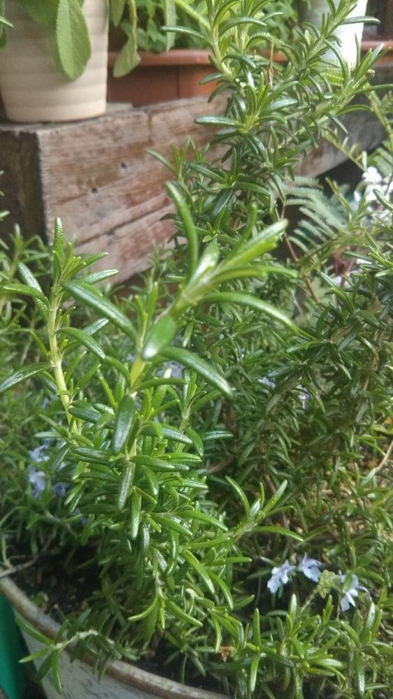 ほふく性ローズマリーの投稿画像 By ももざくらさん 花のある暮らし 18月4月12日 Greensnap グリーンスナップ