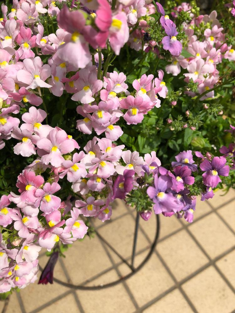 ネメシアの投稿画像 By じゅんさん 18月4月12日 Greensnap グリーンスナップ