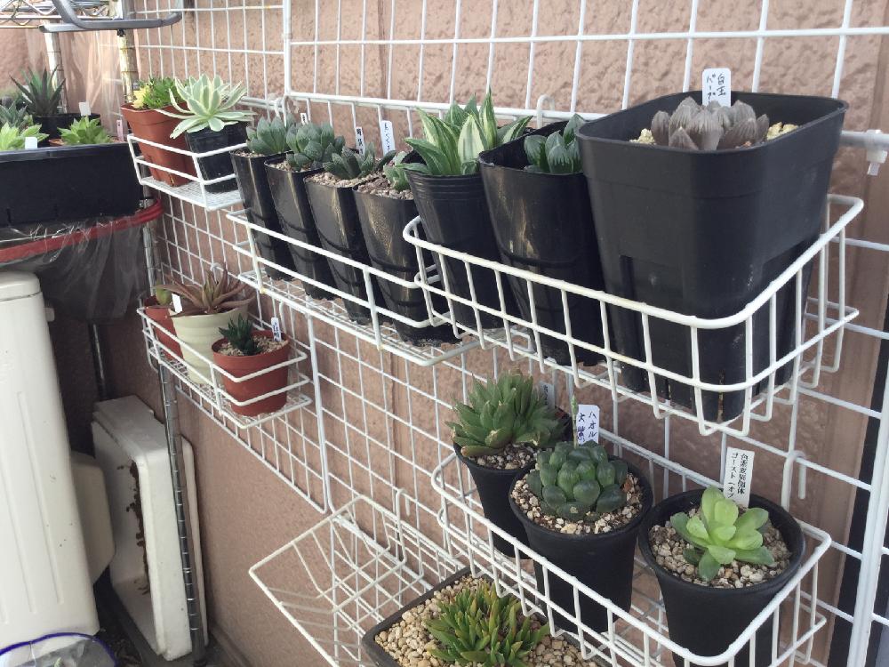 ハオルチアの投稿画像 By みっちーさん 多肉植物と軟葉系ハオルチアと硬葉ハオルチアとオブツーサ とオロスタキス属とハオルチア属とハオルチア レイトニーとエンゲイ係数高めと植中毒とタニラーと斑入り とバルコニスト 18月4月12日 Greensnap グリーン