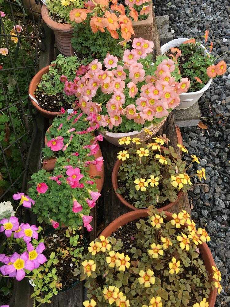 18 04 球根掘り上げの記録 Greensnap グリーンスナップ