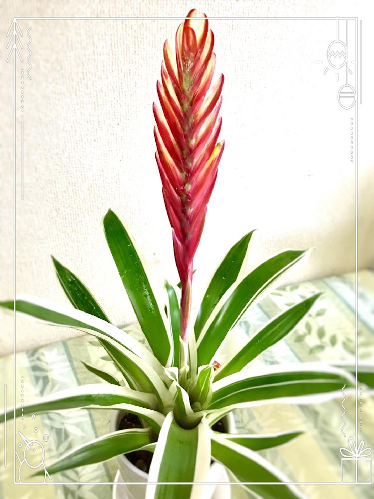 フリーセア 大インコアナナスの投稿画像 By シンバさん 窓辺と葉っぱマニア O O と初心者とgs映えとフリーセア属と植中毒とはるが来た と京都と花のある暮らしとちょっとひと息と京都ぶらぶらとバルコニストと葉っぱマニア O O と初心者とgs映えとフリーセア属と植 フリーセア 大インコアナナスの投稿画像 By シンバさん 窓辺と葉っぱマニア O O と初心者とgs映えとフリーセア属と植中毒とはるが来た と京都と花のある暮らしとちょっとひと息と京都ぶらぶらとバルコニストと葉っぱマニア O O と初心者とgs映えとフリーセア属と植