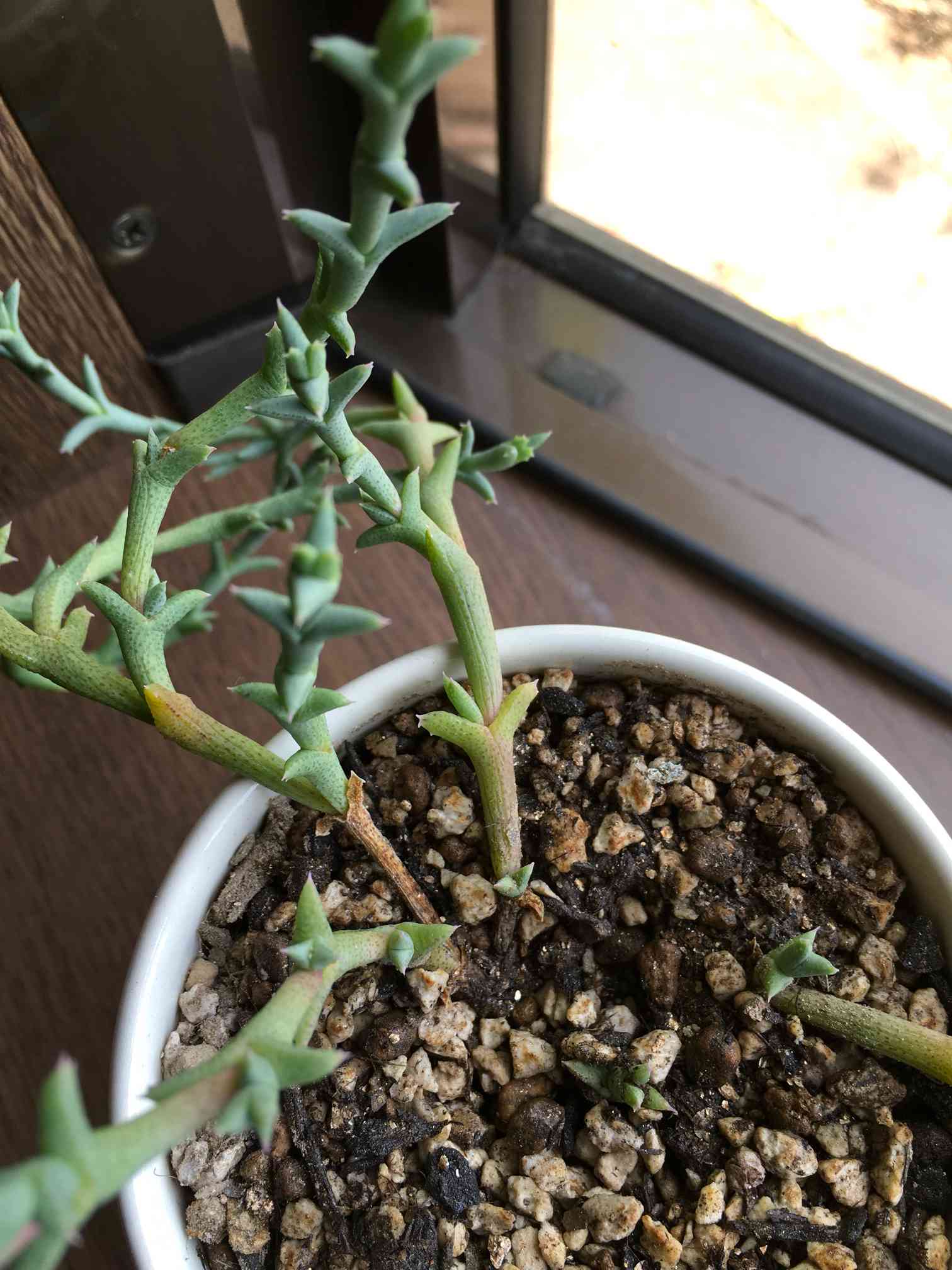 桜龍｜🍀GreenSnap（グリーンスナップ）