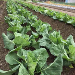 自家栽培の野菜達,野菜苗,自家製野菜,お野菜,春野菜の画像