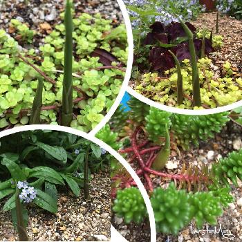 地下茎で増えるの投稿画像一覧 Greensnap グリーンスナップ