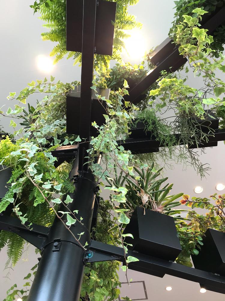 垂れ下がる植物の投稿画像 By 紫さん 観葉植物とカフェと垂れ下がり系と垂れる植物 18月4月12日 Greensnap グリーンスナップ