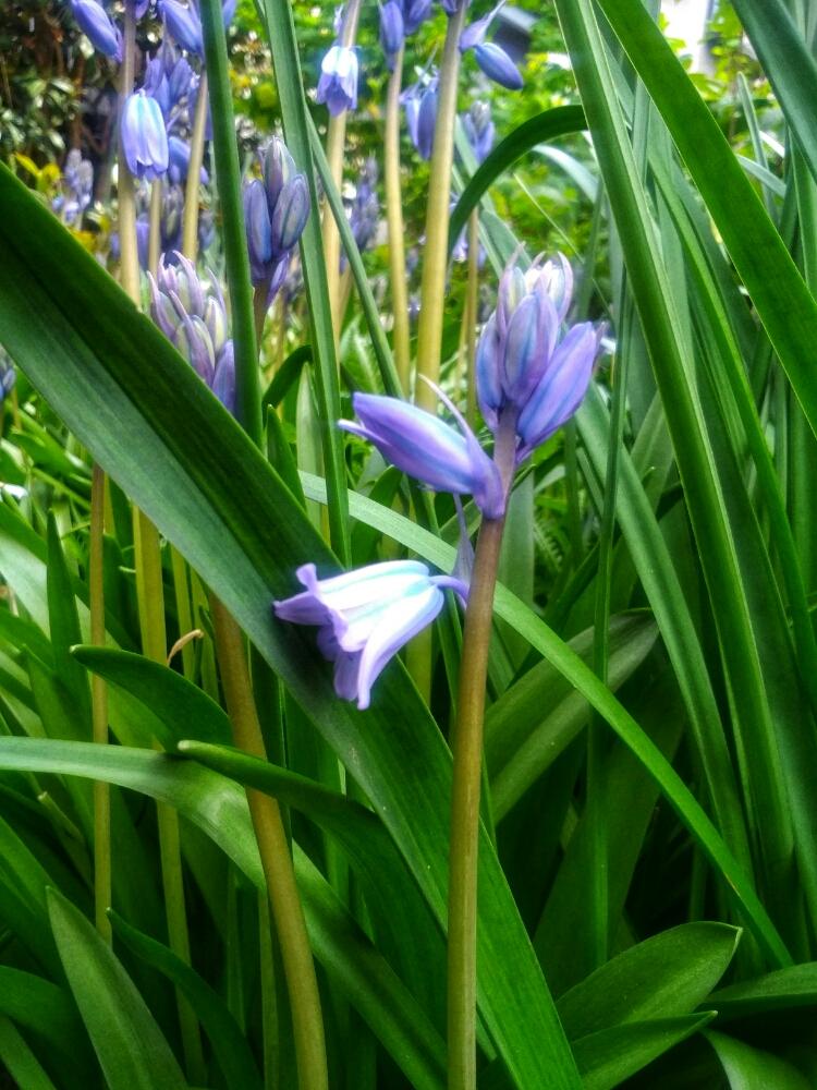 スパニッシュ ブルーベルの投稿画像 By しまくまさん ブルーベルとシラー カンパニュラータと花のある暮らしと春の訪れとgs植物うちなーぐち会と青い花 コレクションと植えっぱなし球根 18月4月12日 Greensnap グリーンスナップ