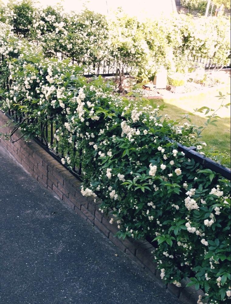モッコウバラの投稿画像 By Chocolatさん フェンスいっぱいのモッコウバラと花壇と花自慢と芝生の庭とガーデニングと花のある暮らしと咲いた 18月4月12日 Greensnap グリーンスナップ