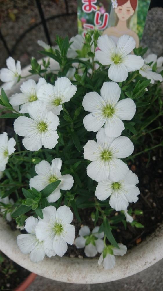 アレナリア モンタナまりこの投稿画像 By ねねさん 小さな庭 18月4月12日 Greensnap グリーンスナップ Greensnap グリーンスナップ