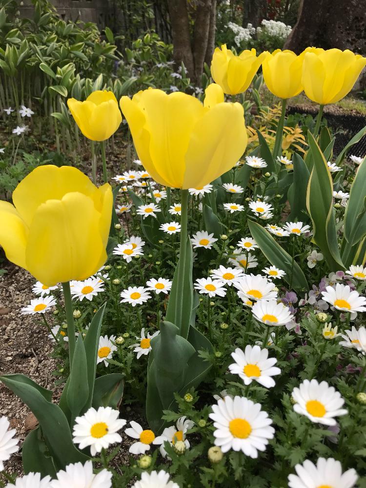 かわいい の投稿画像 By Hanaさん 黄色チューリップとクリサンセマム と庭の花 18月4月12日 Greensnap グリーンスナップ