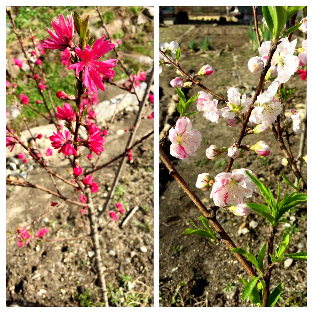 元の花桃 種類 図鑑 最高の花の画像