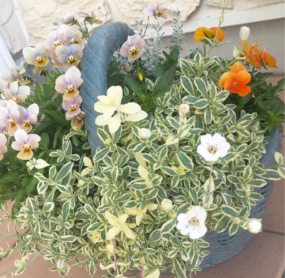 シレネ ユニフローラの投稿画像 By Junさん ビオラ パンジーとビオラ寄せ植えとナチュラルスタイルと花のある暮らしとシレネ ユニフローラ とビオラとエントランスとビオラ パンジーとビオラ寄せ植えとナチュラルスタイルと花のある暮らしとシレネ ユニフローラ 18