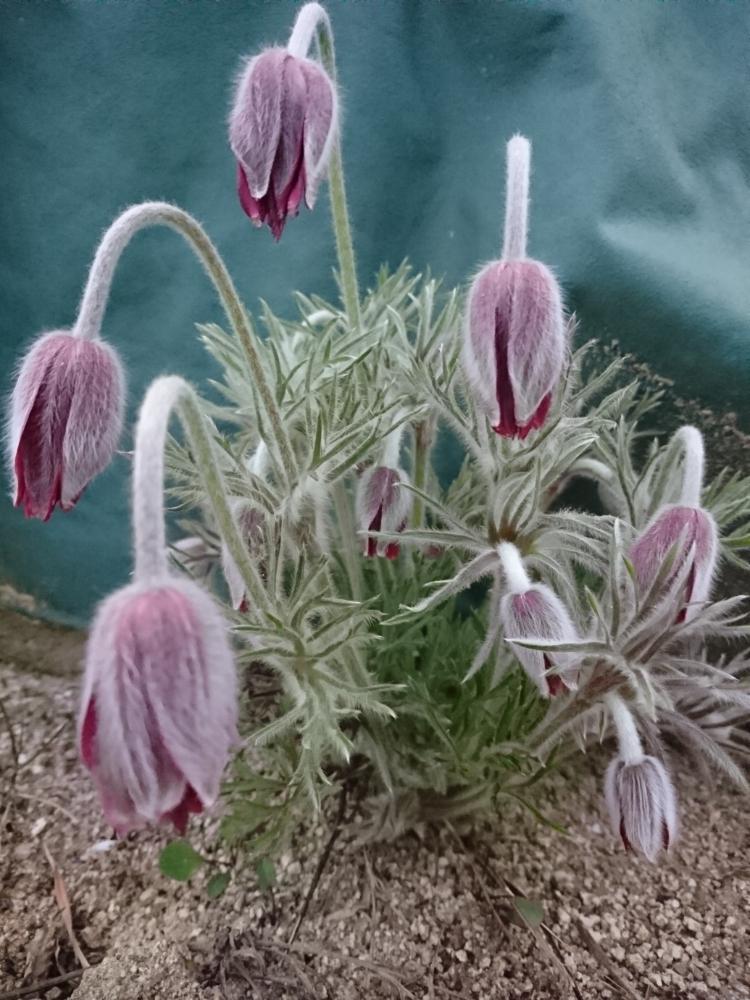 広い庭の投稿画像 By うさももさん 翁草 オキナソウ とおきなソウと翁草 オキナソウ とおきなソウ 18月4月12日 Greensnap グリーンスナップ Greensnap グリーンスナップ