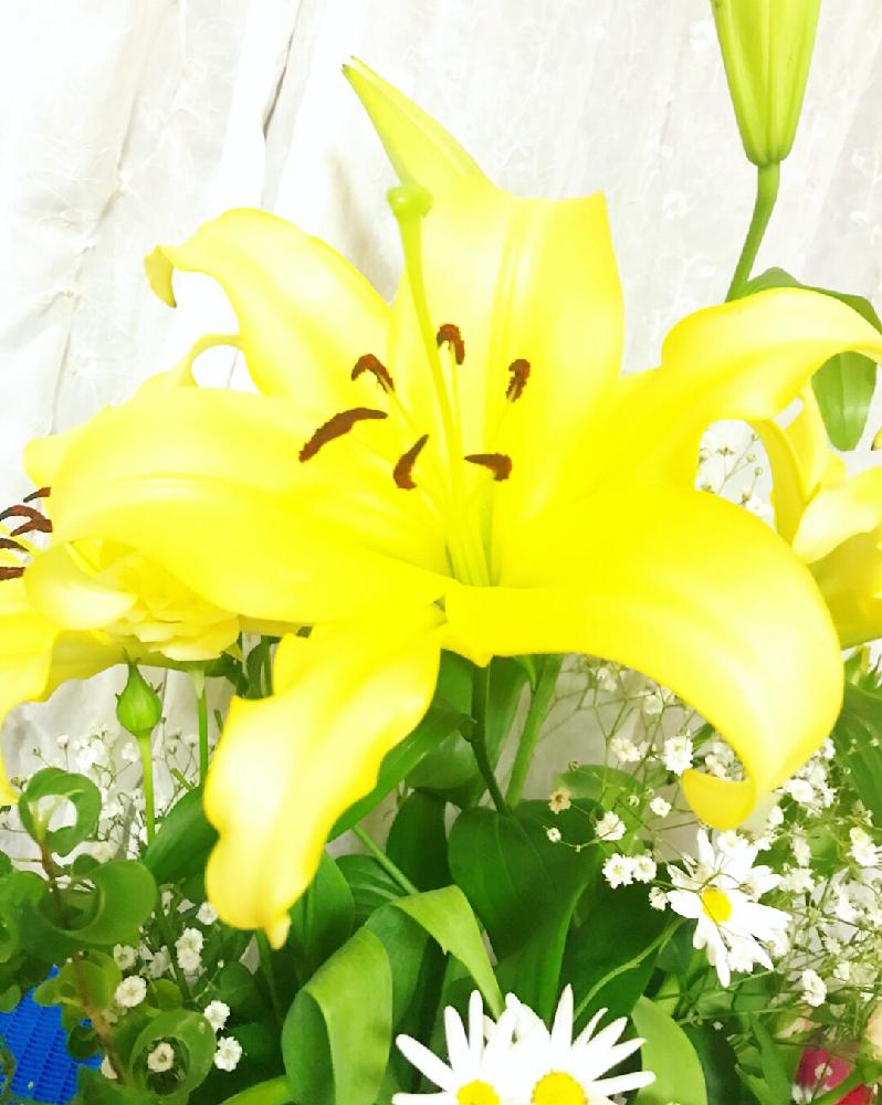 黄色いユリの投稿画像 By しおねさん 百合と花のある暮らし 18月4月12日 Greensnap グリーンスナップ