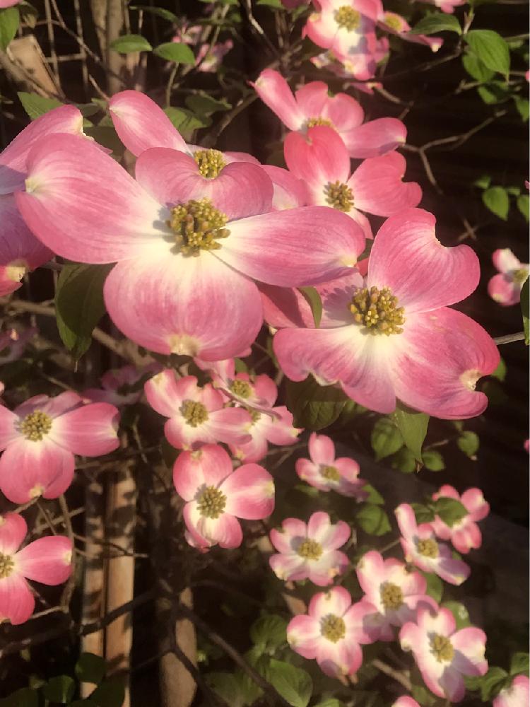 ハナミズキの投稿画像 By アルさん アルちゃんと散歩とピンクの花と樹木 18月4月13日 Greensnap グリーンスナップ
