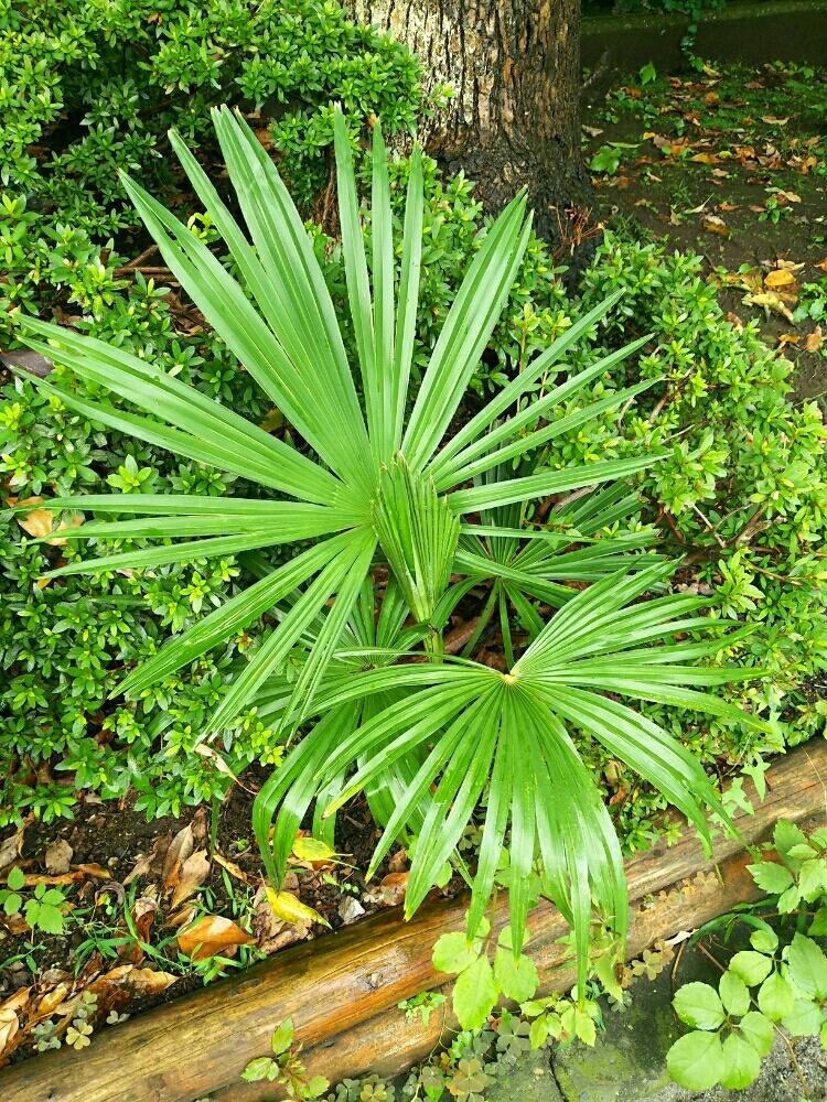 ワジュロの投稿画像 By Dioptaseさん シュロと地植えと ヤシの木と観葉植物とヤシと耐寒ヤシ 18月4月13日 Greensnap グリーンスナップ