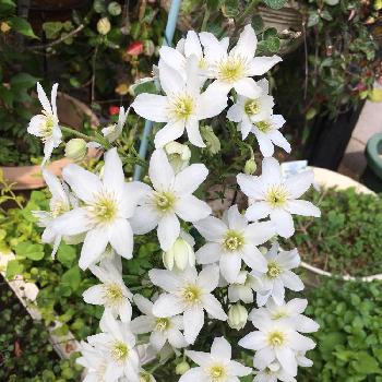 天使のすずの投稿画像一覧 Greensnap グリーンスナップ