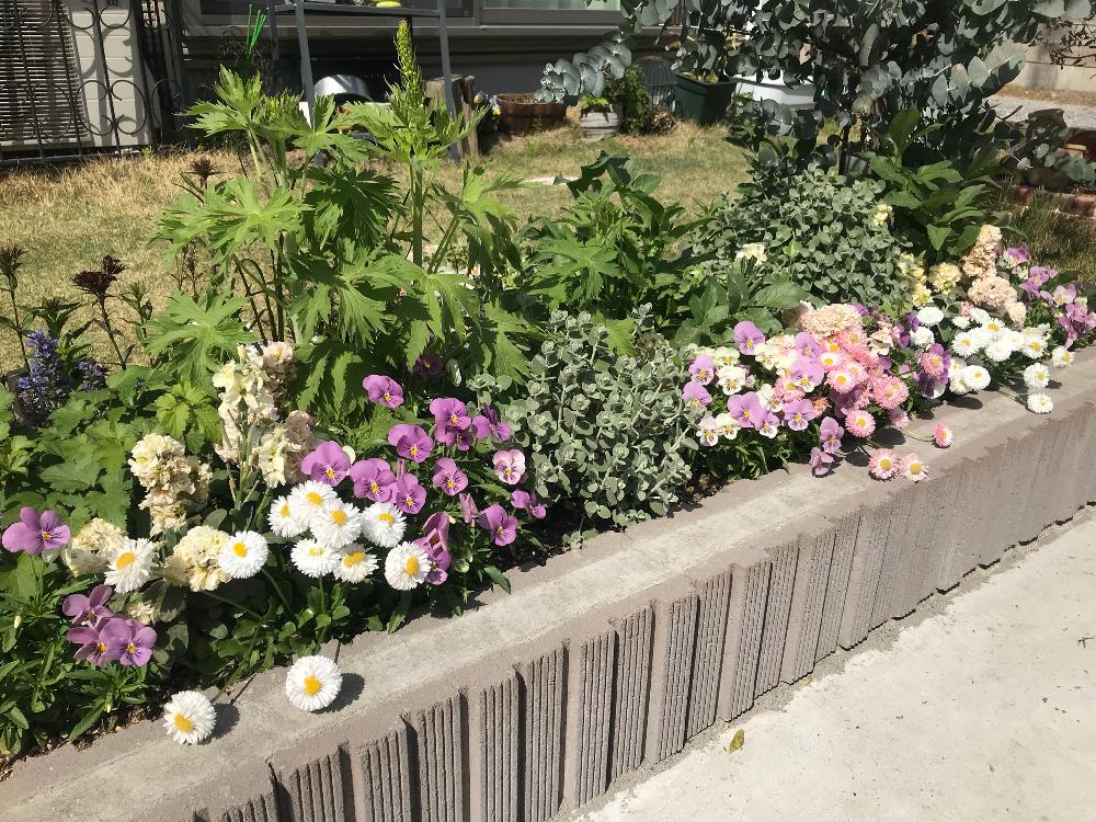 成長記録の投稿画像 By ししゃもさん ししゃもの花壇とチロリアンデイジーとビオラ きまぐれロージーとバロータとストックとシュウメイギクとアジュガとダイアンサス ブラックアダーとデルフィニウムとアリウムとアンミ グレースランドとユーカリと広い庭と成長記録と
